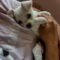 Bashful